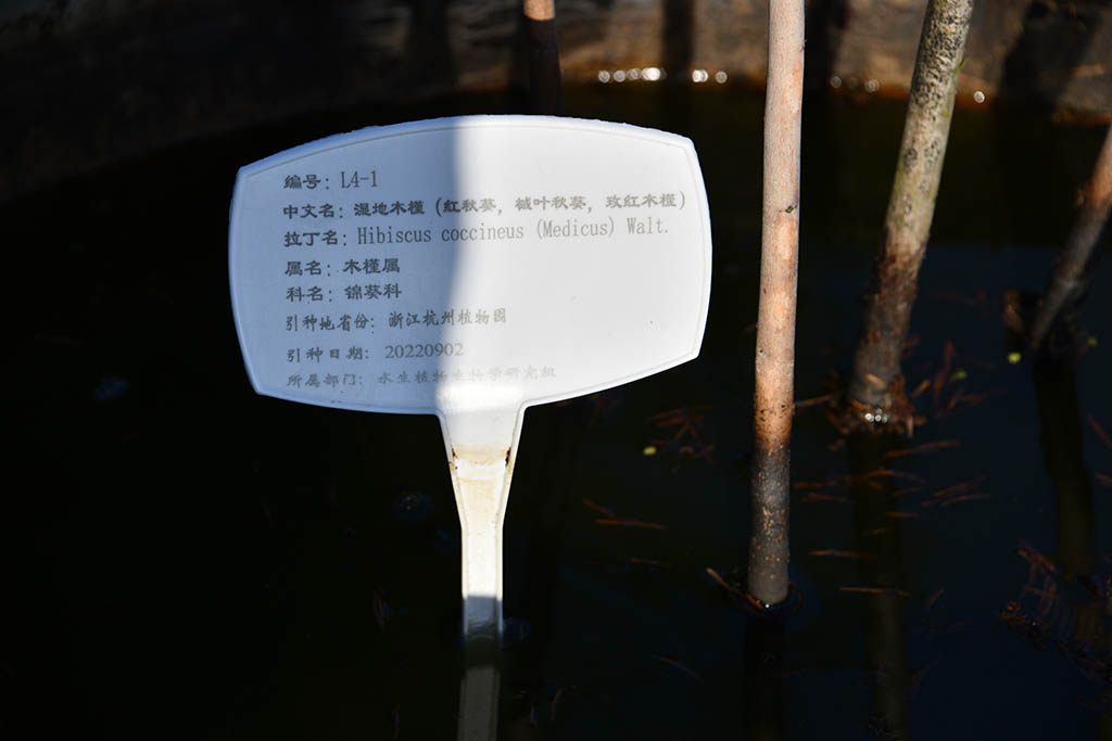 濕地木槿（紅秋葵、槭葉秋葵、玫紅秋葵）